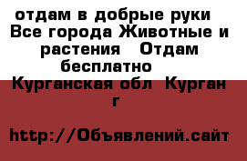 отдам в добрые руки - Все города Животные и растения » Отдам бесплатно   . Курганская обл.,Курган г.